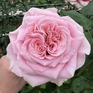 Rebellion Pink Rose