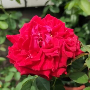 Rhodos Rose
