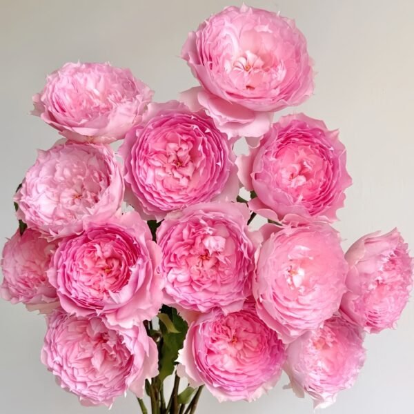 Rongrongyue Rose 01 Rongrongyue Rose