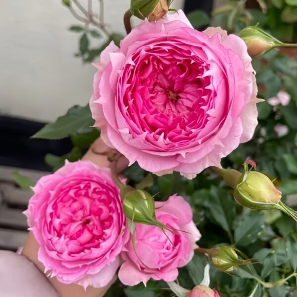 Rongrongyue Rose