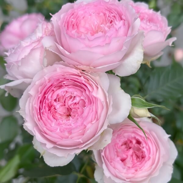Rongrongyue Rose