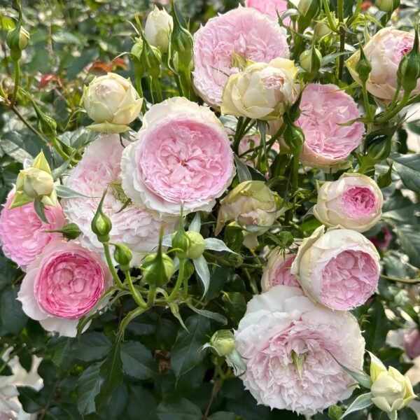 Rongrongyue Rose