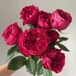 Rospberry Elegance Rose