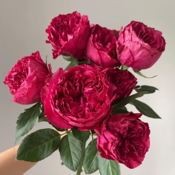 Rospberry Elegance Rose