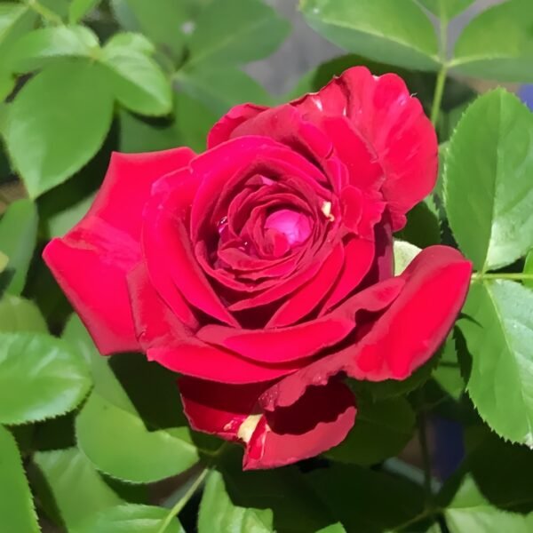 Rospberry Elegance Rose