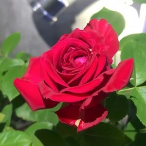 Rospberry Elegance Rose