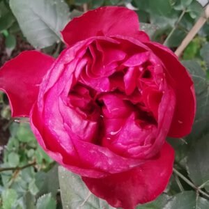 Rospberry Elegance Rose