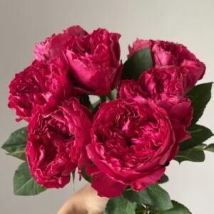 Rospberry Elegance Rose