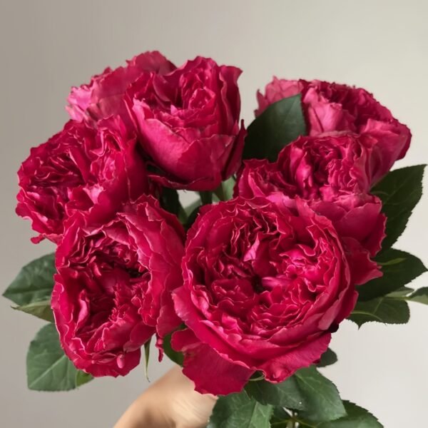 Rospberry Elegance Rose