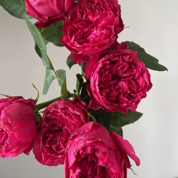 Rospberry Elegance Rose