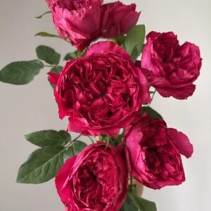 Rospberry Elegance Rose