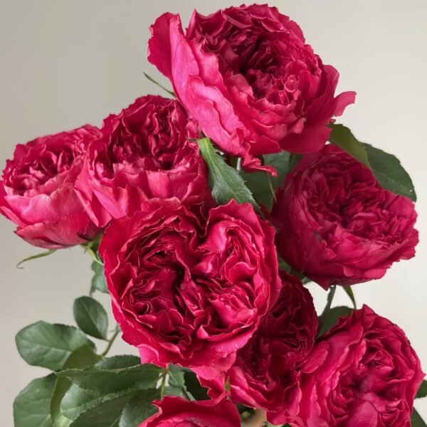 Rospberry Elegance Rose