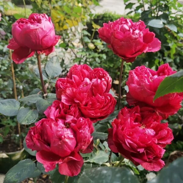 Rospberry Elegance Rose