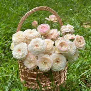 Savon Rose Plant|肥皂 - 图片 10