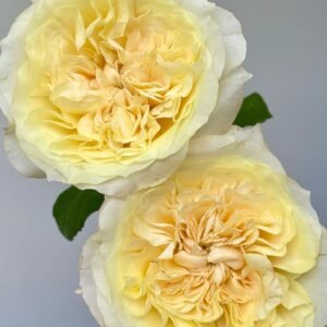 Souffle Rose