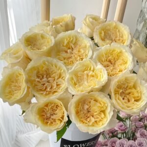 Souffle Rose Plant｜舒芙蕾 - 图片 10