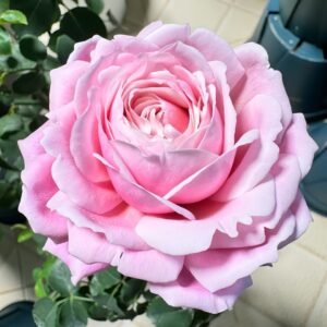 Strawberry Swing Rose