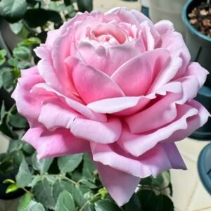 Strawberry Swing Rose