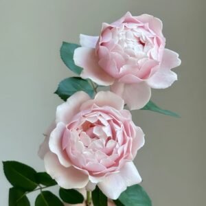 Strawberry Swing Rose