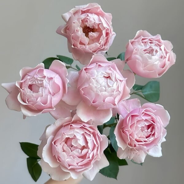 Strawberry Swing Rose