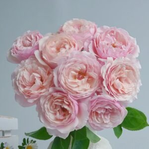 Strawberry Swing Rose Plant|草莓秋千 - 图片 10