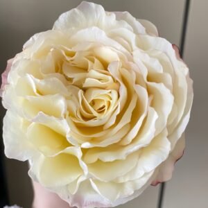Stylist Rose Plant｜造型师 - 图片 10