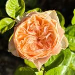 Sweet Vuvuzela Rose
