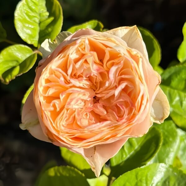 Sweet Vuvuzela Rose
