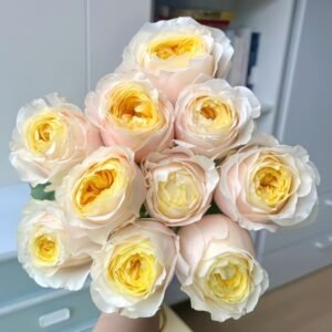 Teresa Rose Gulya Rose