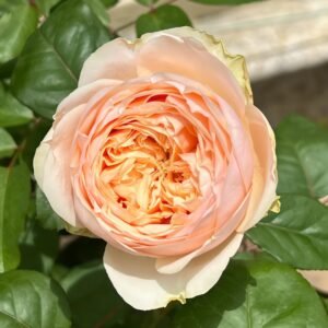 Teresa Rose Gulya Rose