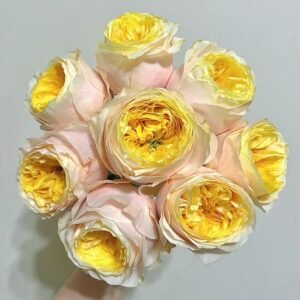 Teresa Rose Gulya Rose