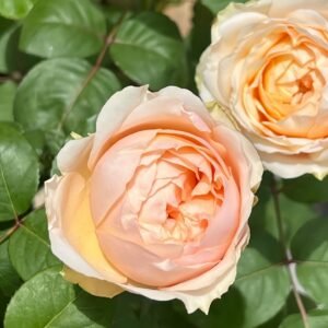 Teresa Rose Gulya Rose