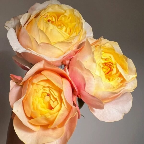 Teresa Rose Gulya Rose