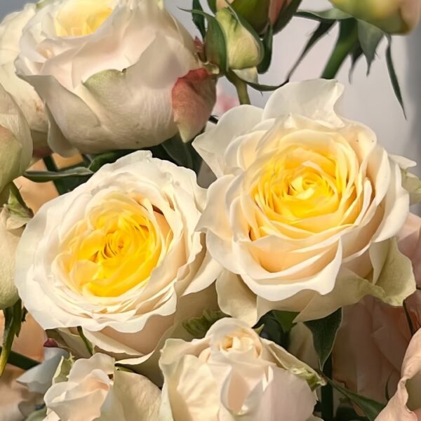 Teresa Rose Gulya Rose