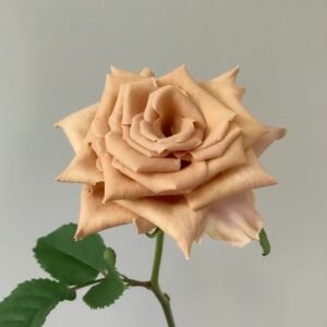 Toffee Rose