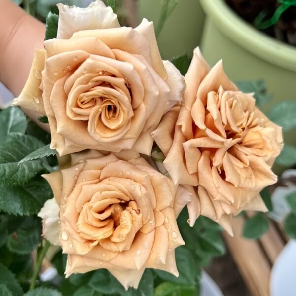 Toffee Rose