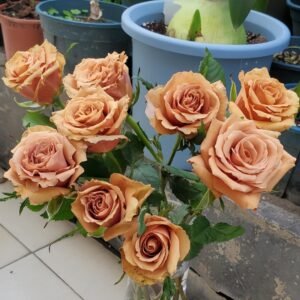 Toffee Rose