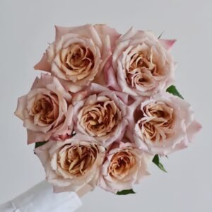 Tresor Rose Plant｜珍爱之宝 - 图片 10