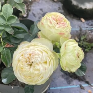 Victorian Summer Rose