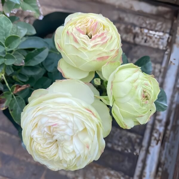 Victorian Summer Rose