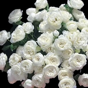 Victorian Summer Rose