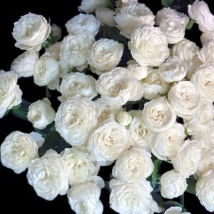 Victorian Summer Rose