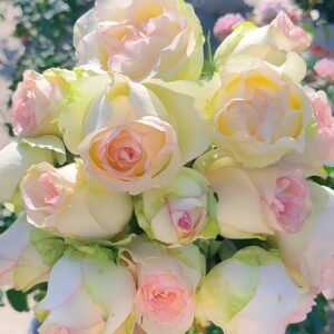 White Elsa Rose Plant|白艾莎 - 图片 10