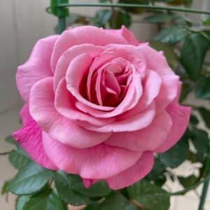 Wildberry Rose
