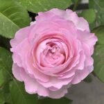 Xingyuan Xueqing Rose