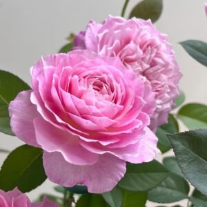 Xingyuan Xueqing Rose