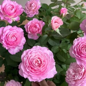 Xingyuan Xueqing Rose