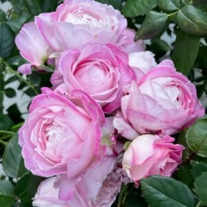 Xingyuan Xueqing Rose