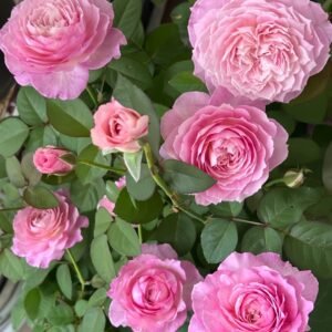 Xingyuan Xueqing Rose