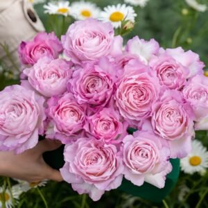 Xingyuan Xueqing Rose